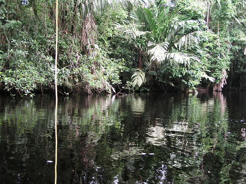 Canais negros (água tingida por um tipo de raíz de árvore) de Tortuguero